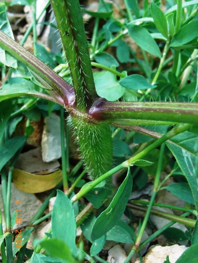 Galeopsis tetrahit / Canapetta comune